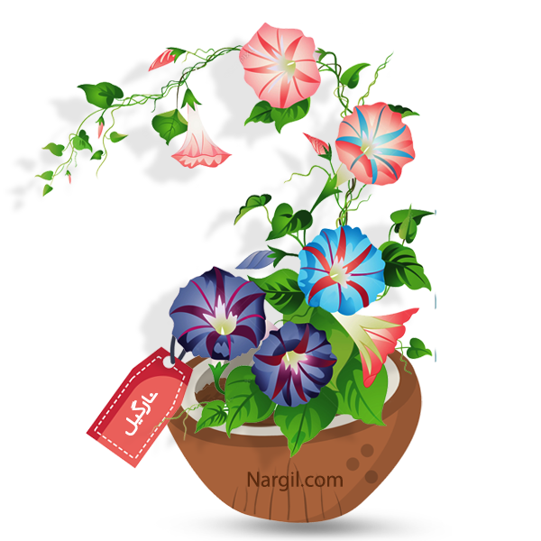 Nargil_Ipomoea Tricolor